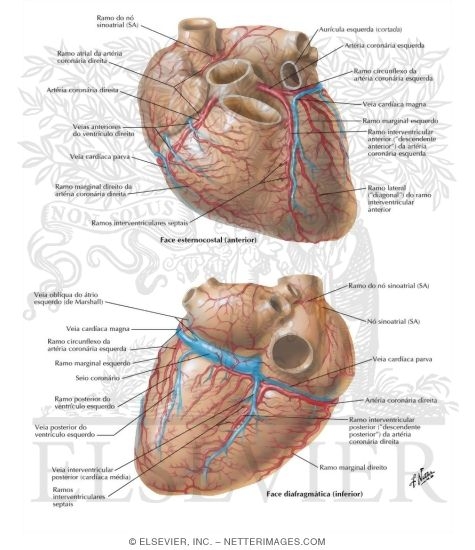 Arteries and Veins of the Heart
Coronary Arteries and Cardiac Veins