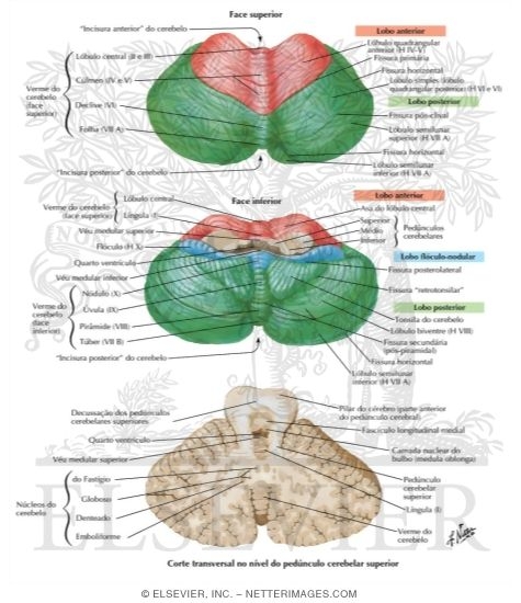 Cerebellum