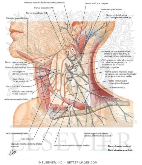 Plexo Cervical: Esquema