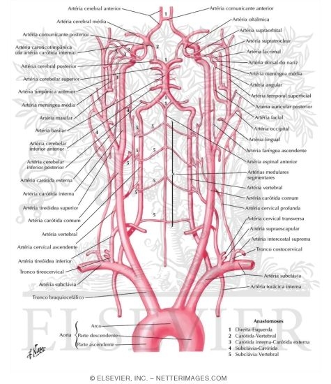 Schema of Blood Supply to Brain
Arteries to Brain: Schema