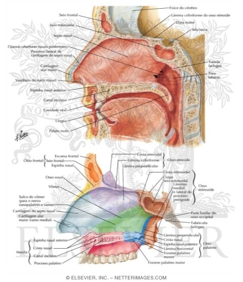 cavidade nasal