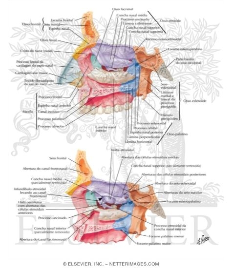 cavidade nasal