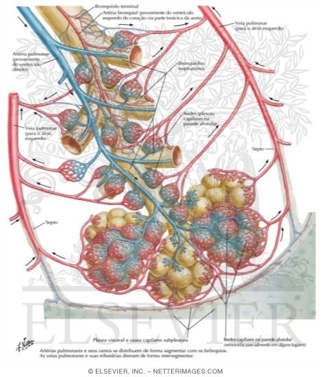 Circulação Sanguínea Intrapulmonar: Esquema