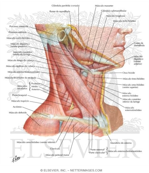 Muscles of Neck: Lateral View