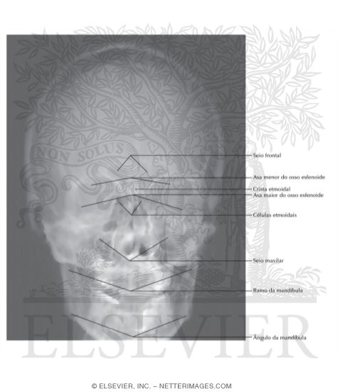 Cr&acirc;nio: Radiografia Anteroposterior