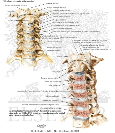 Vértebras Cervicais: Articulações
