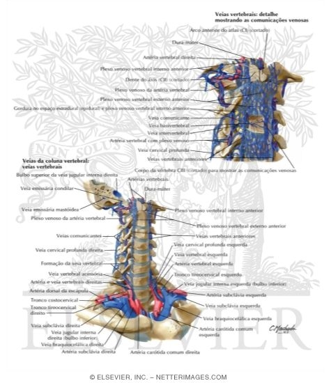 Veias da Coluna Vertebral: Veias Vertebrais