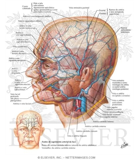 Art&eacute;rias e Veias Superficiais da Face e do ""Couro Cabeludo""