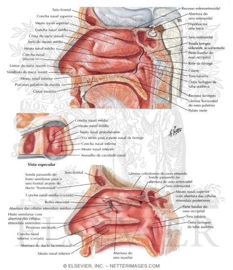 cavidade nasal