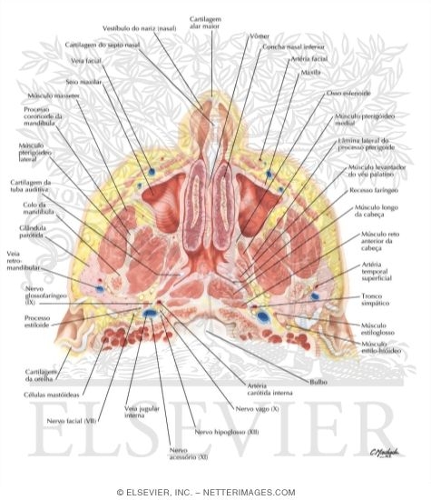Nariz Anatomia