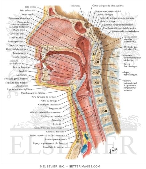 Pharynx: Median Section