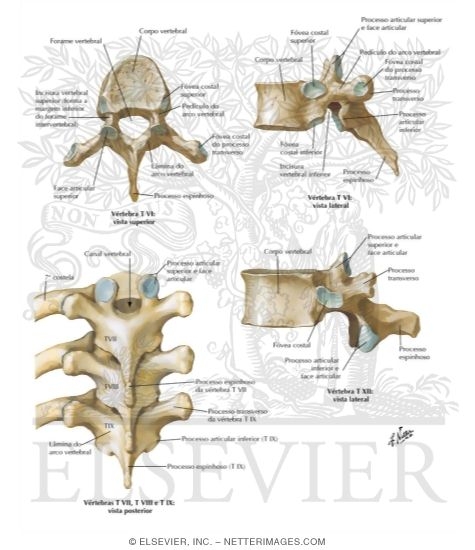 Thoracic Vertebrae