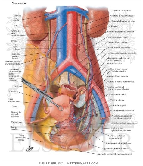 Arteries and Veins of Pelvic Organs: Female
Blood Supply of Pelvis I