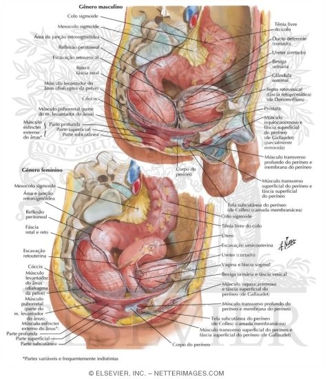 Rectum and Anal Canal - Topography, Course, and Relations
Rectum In Situ: Female and Male