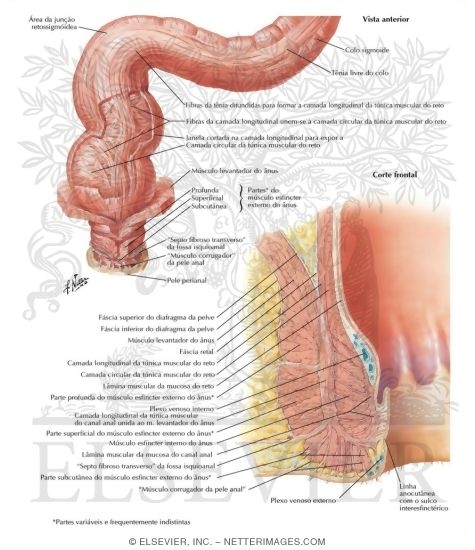 Musculatura Anorretal