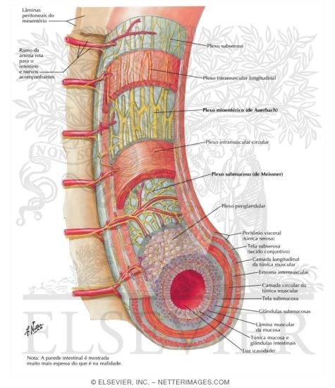 Plexos Autônomos Intrínsecos do Intestino: Esquema