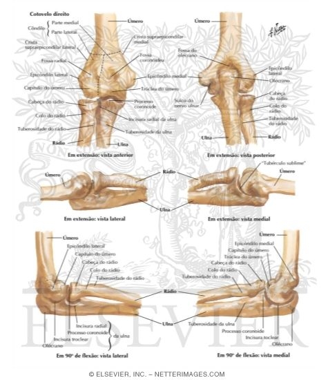 Bones of Elbow