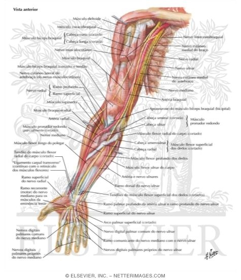 Nerves of the Upper Extremity