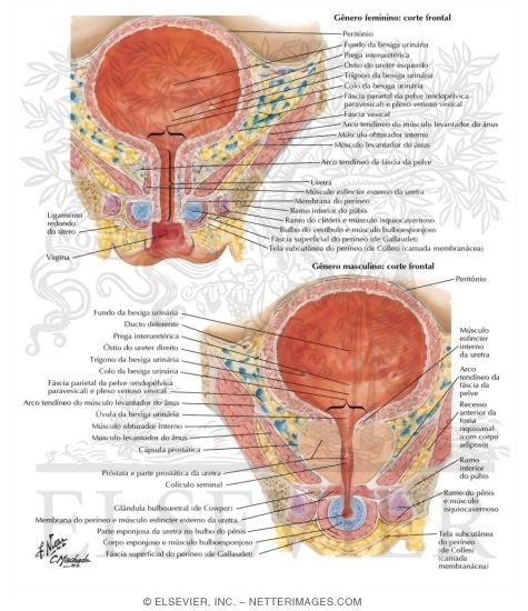 Bexiga Urinária: Feminina e Masculina