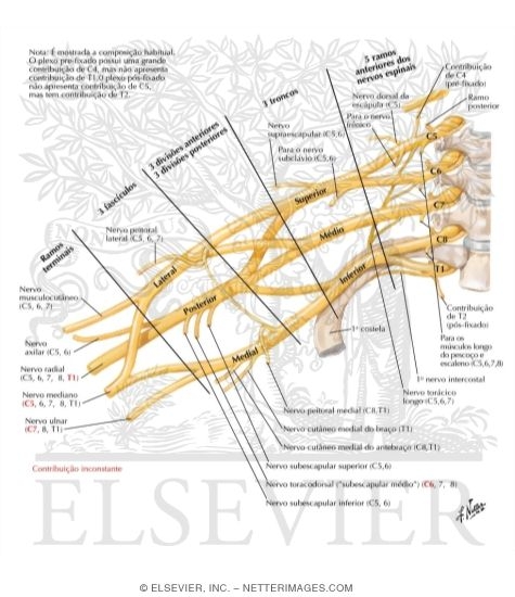 Plexo Braquial: Esquema
