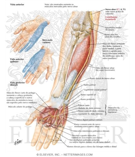 Nervo Ulnar