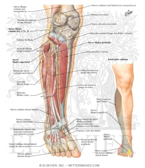 Nervo Fibular Comum