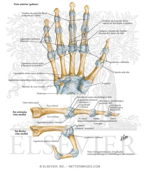 Metacarpophalangeal and Interphalangeal Ligaments Metacarpophalangeal