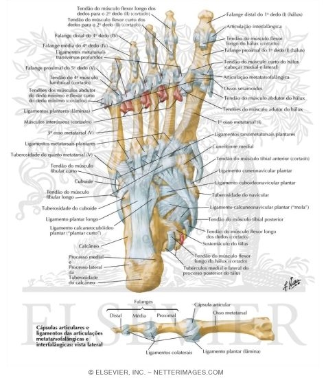 Tendon Insertions and Ligaments of Sole of Foot
Ligaments and Tendons of Foot: Plantar View