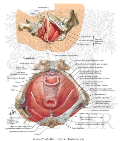 Pelvic Diaphragm: Female