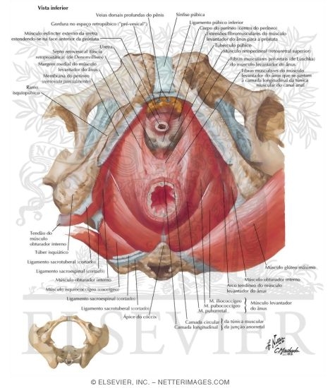 Pelvic Diaphragm: Male