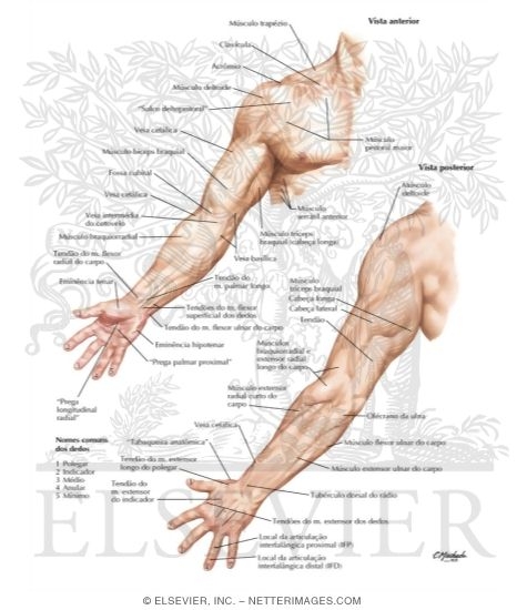 Upper Limb: Surface Anatomy