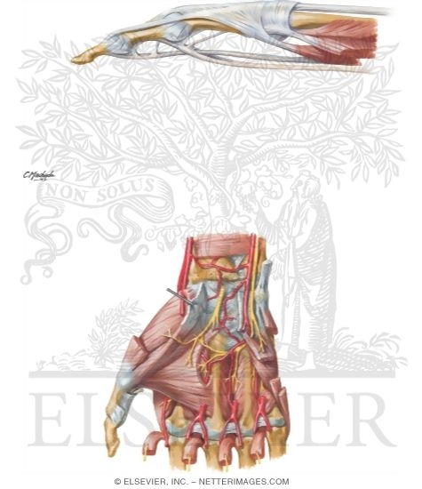 tendons in hand. Muscles and Tendons of Hand