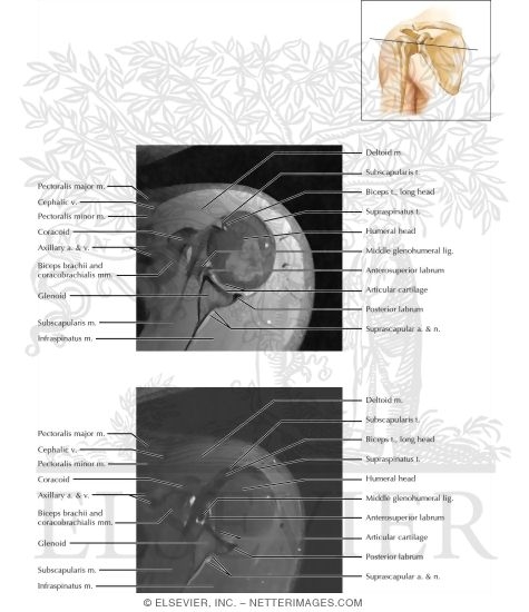 Shoulder Axial 5