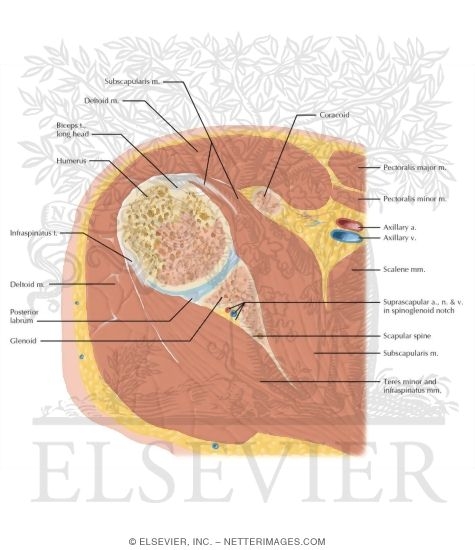 Upper Arm Axial 1