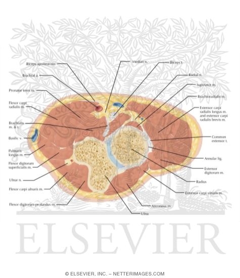 Elbow Axial 7