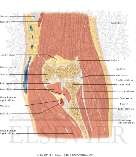 Elbow Coronal 2