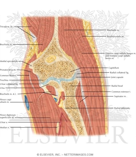 Elbow Coronal 3