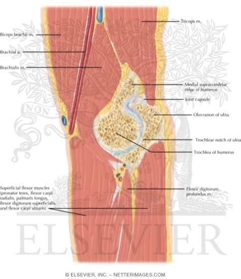 Elbow Sagittal 3