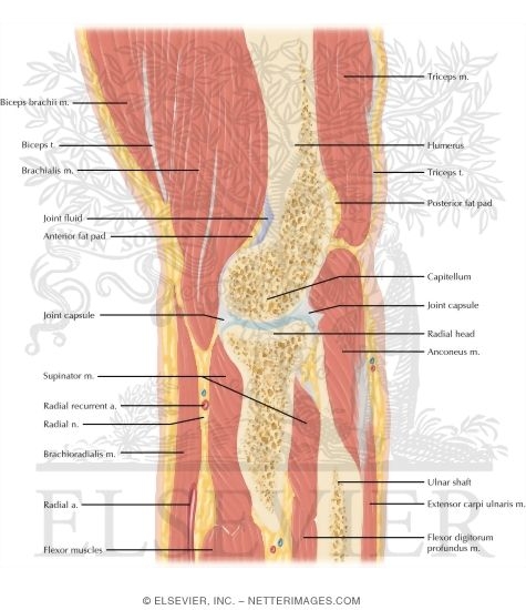 Elbow Sagittal 8
