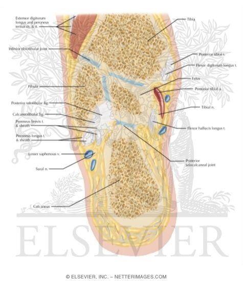 Ankle and Foot Coronal 13