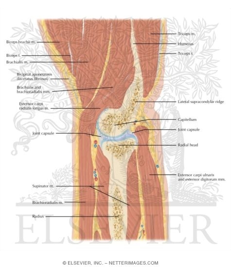 Elbow Sagittal 10