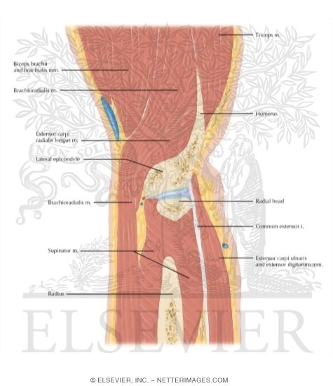 Elbow Sagittal 11