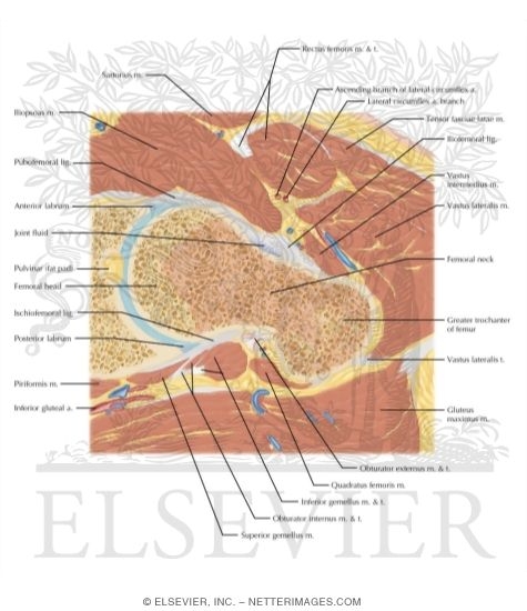 Hip Axial Oblique 4