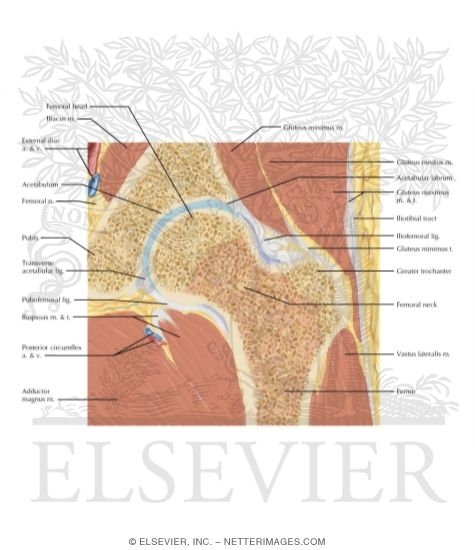 Hip Coronal Oblique 5