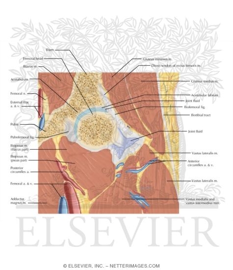 Hip Coronal Oblique 6