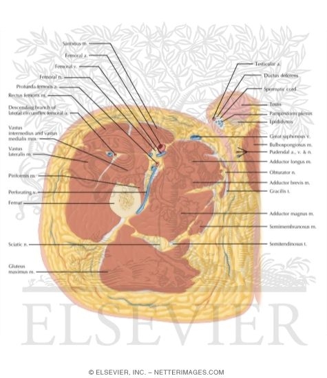 Thigh Axial 1