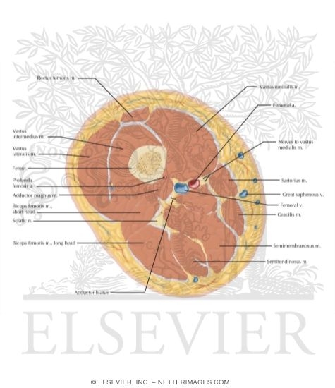 Thigh Axial 6