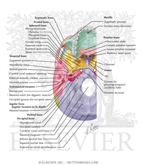 External Aspect of Base of Skull