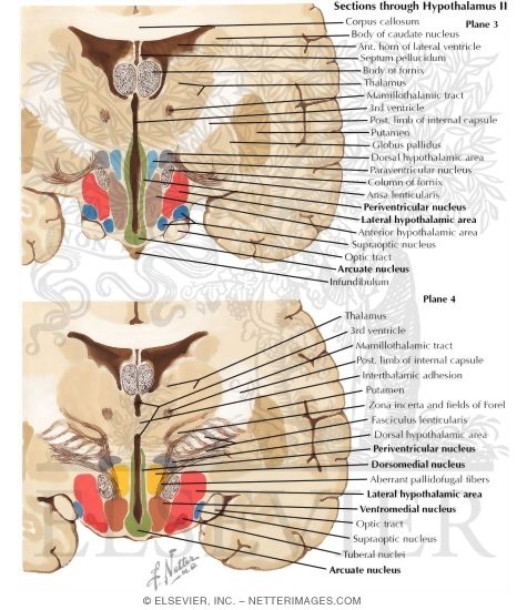 Sections Through Hypothalamus II - Planes 3 and 4
Sections Through the Hypothalamus - Tuberal Zone