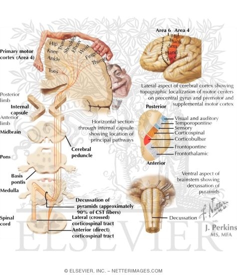 Corticospinal Tract